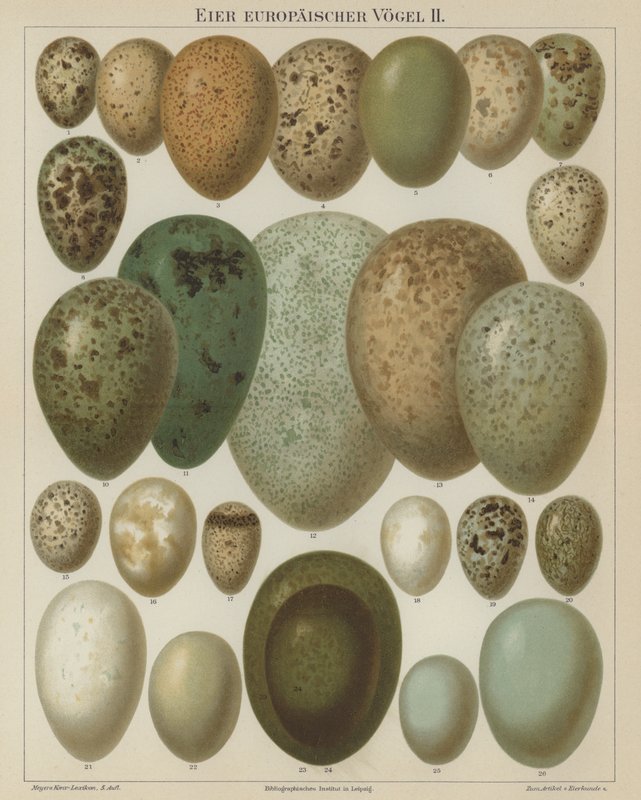 European birds