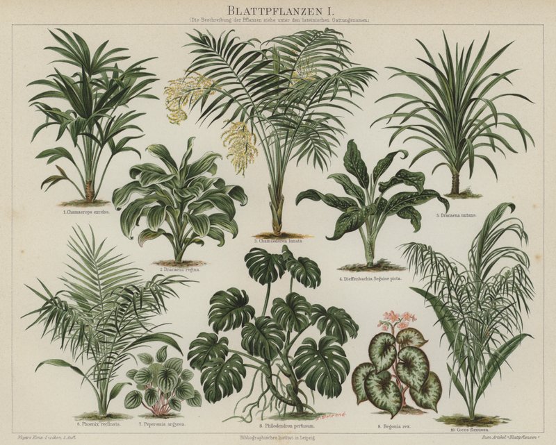 Foliage plants by German School