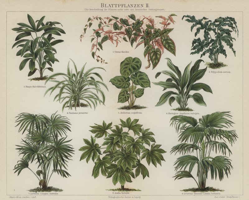 Foliage plants by German School