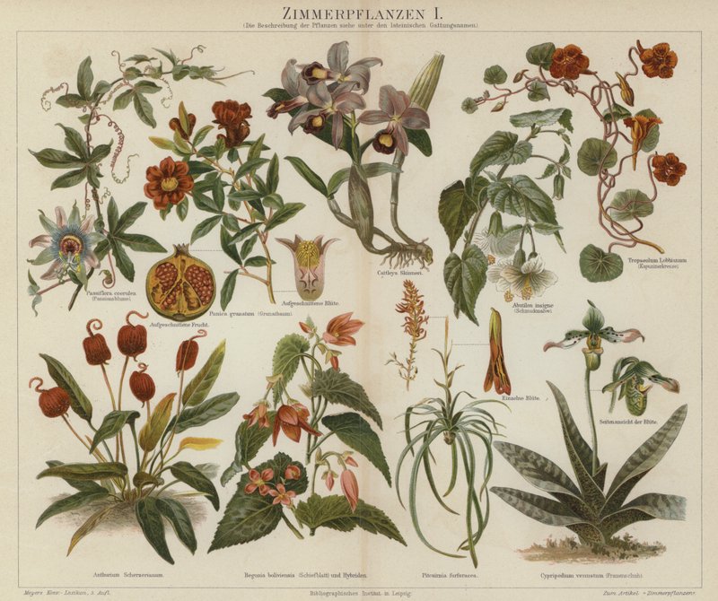 Houseplants by German School
