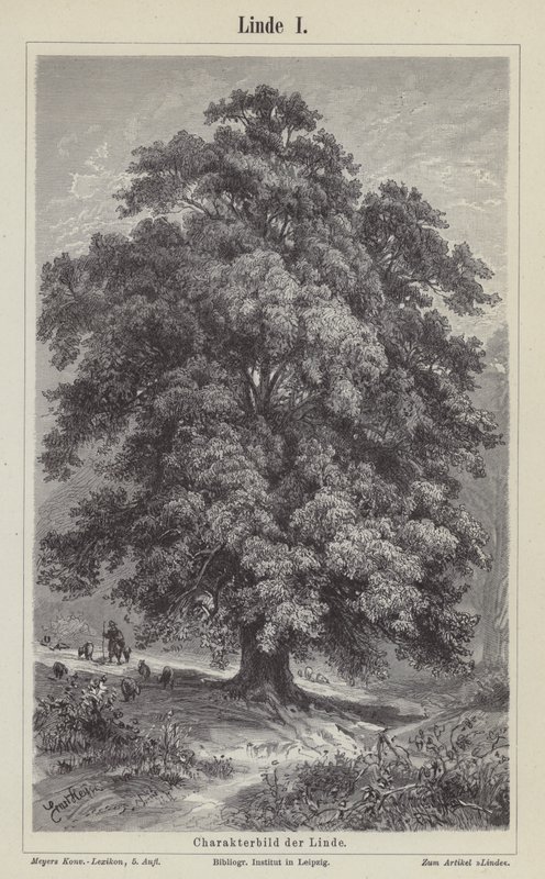 Linden tree by German School
