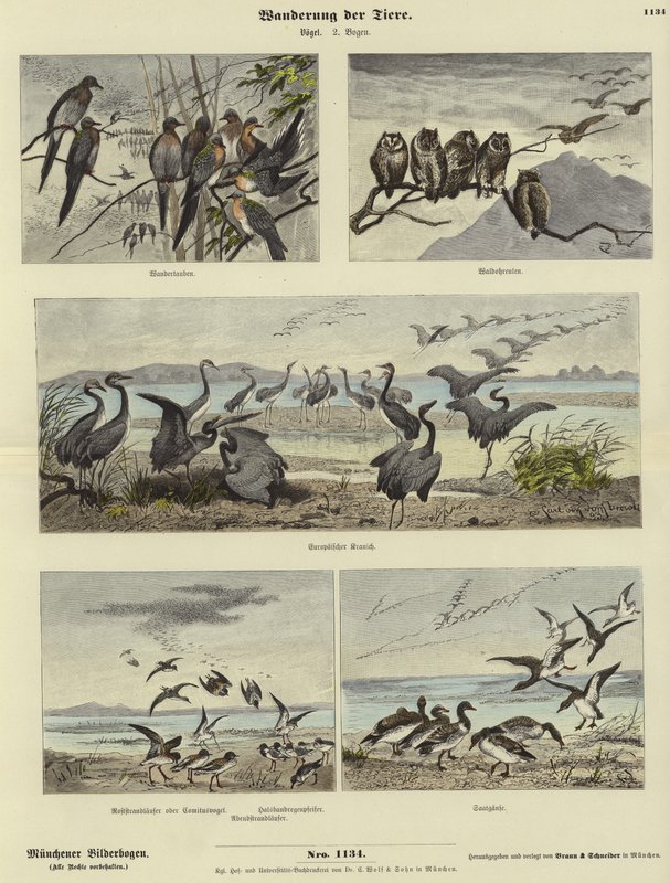 Migration of Animals by German School