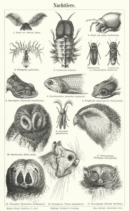 Nocturnal Animals by German School