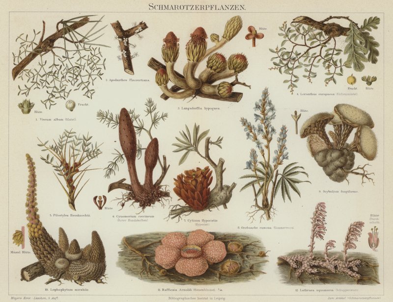 Parasitic plants by German School