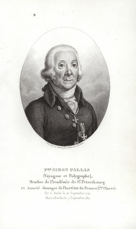 Peter Simon Pallas by German School
