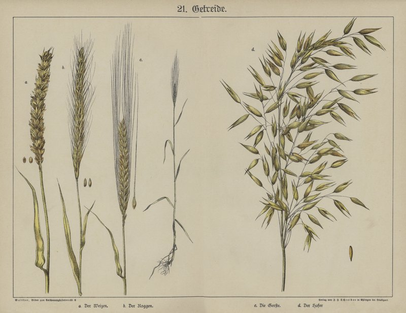 Plants by German School