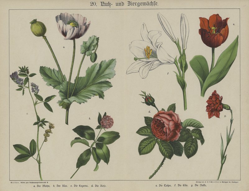 Plants by German School