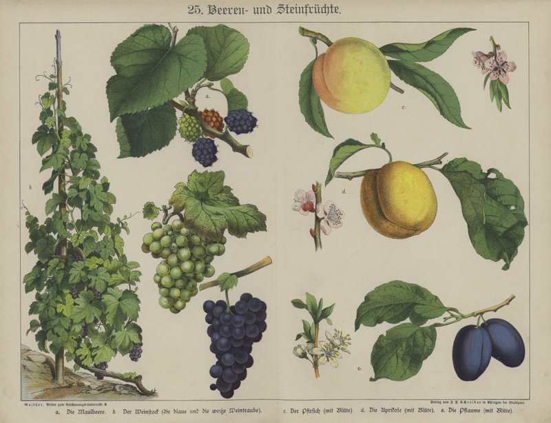 Plants by German School