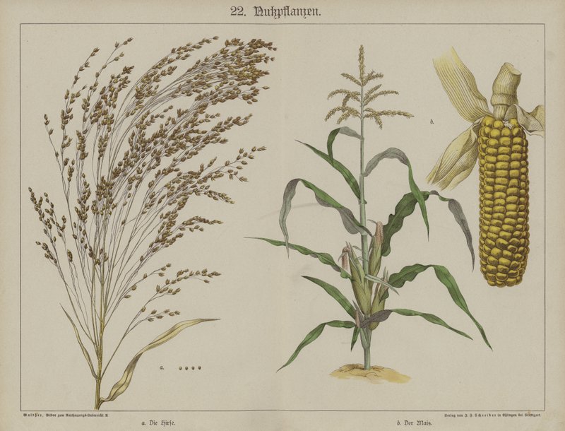 Plants by German School