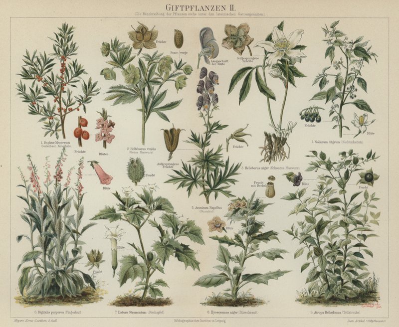 Poisonous plants by German School
