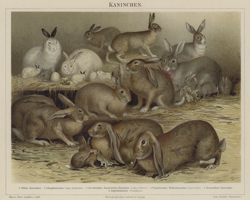 Rabbits by German School