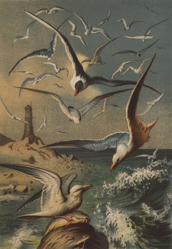 Seagulls by German School