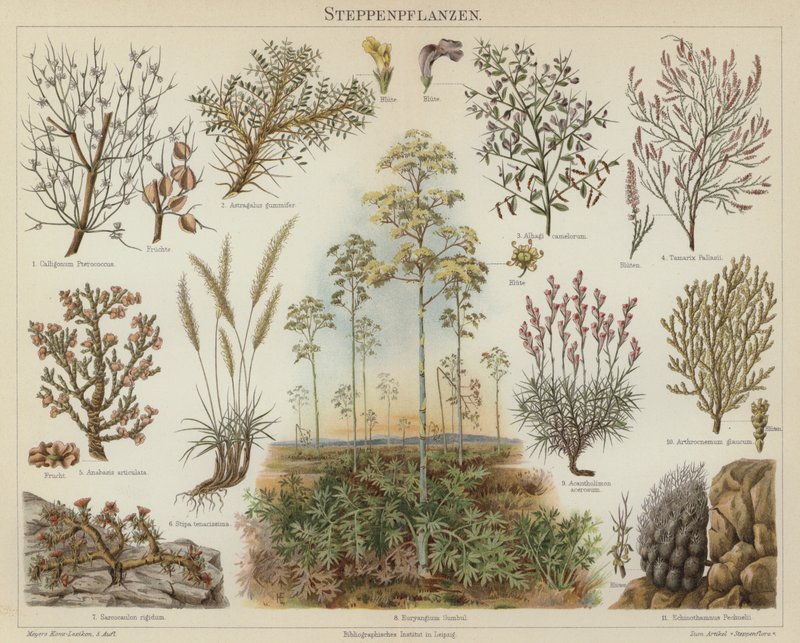 Steppe plants by German School