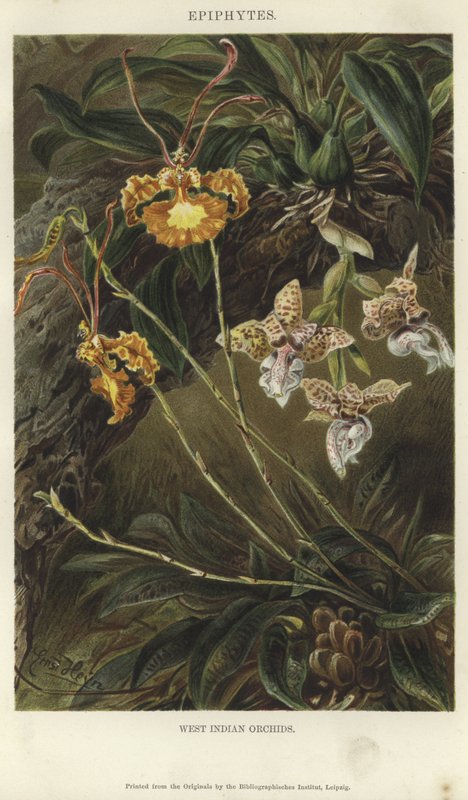 West Indian Orchids by German School
