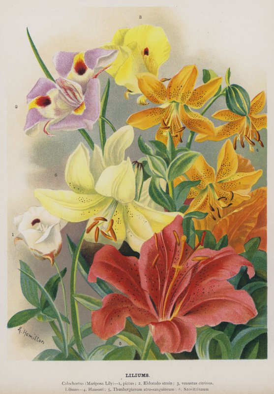 Lilies by Gertrude Hamilton