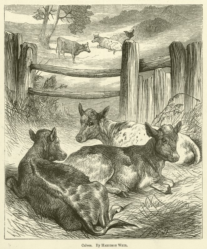 Calves by Harrison William Weir
