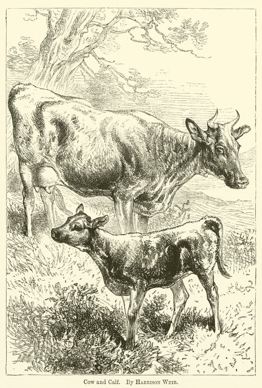 Cow and Calf by Harrison William Weir