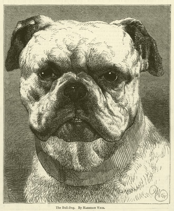 The Bull-Dog by Harrison William Weir
