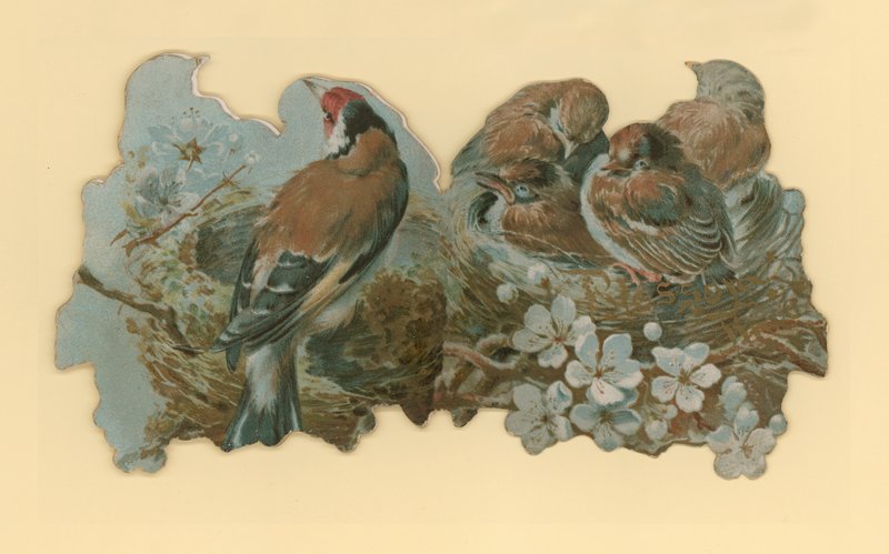 Birds by Hector Giacomelli