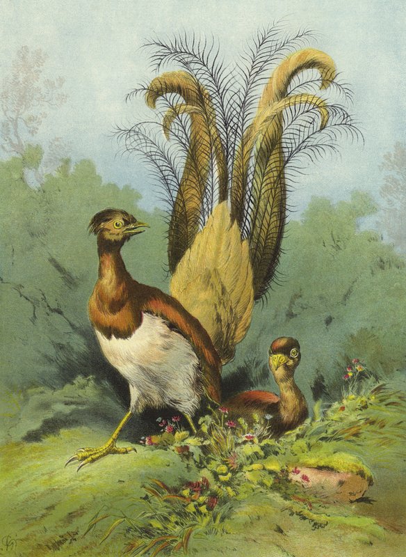 Lyre Bird by Hector Giacomelli