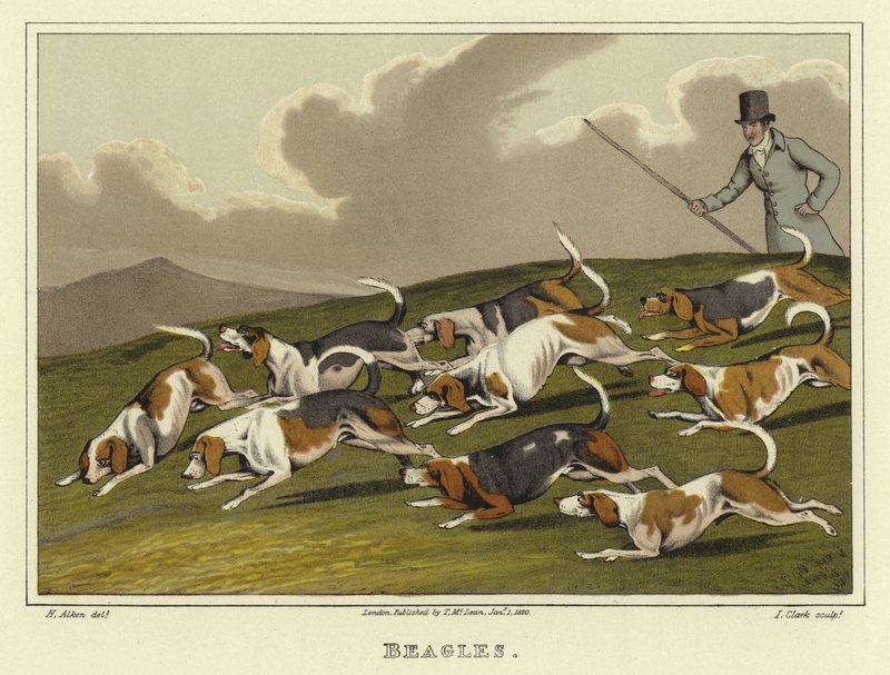 Beagles by Henry Thomas Alken