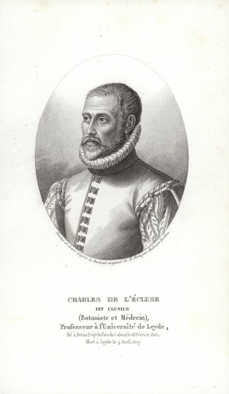 Carolus Clusius by Italian School