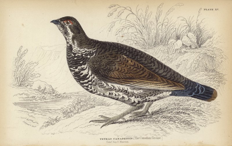 The Canadian Grouse by J. Stewart