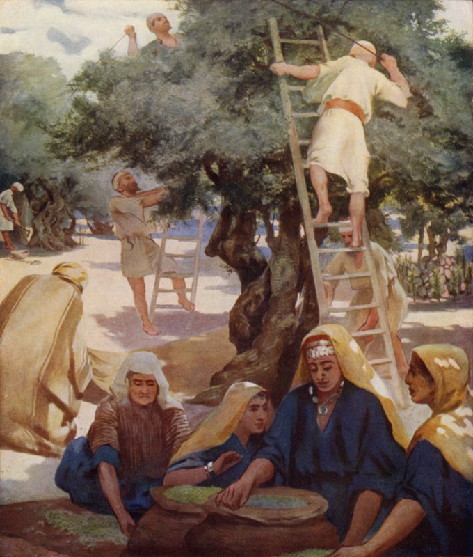 Olive Yard by James Clark