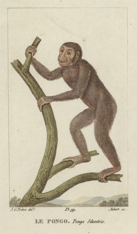 Orangutan by Jean Gabriel Pretre