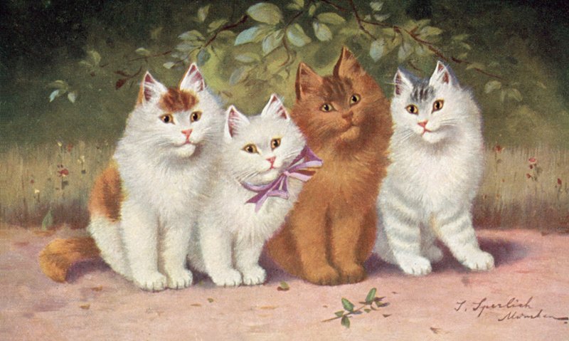 Cat Postcard by Josef Sperlich