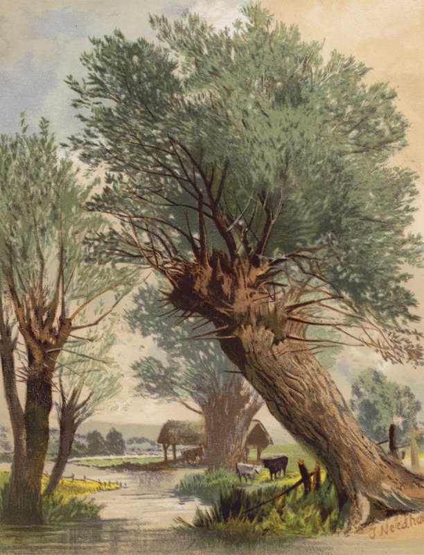 Pollarded Willows by Joseph Needham