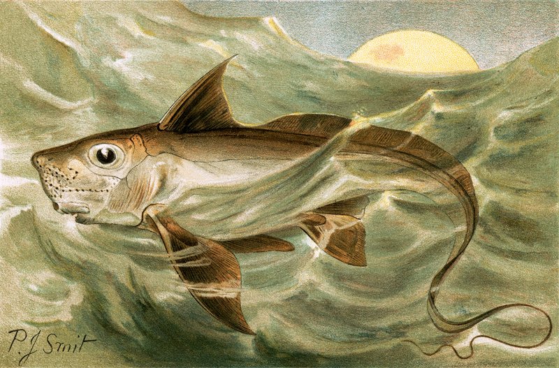 Chimaera by Joseph Smit