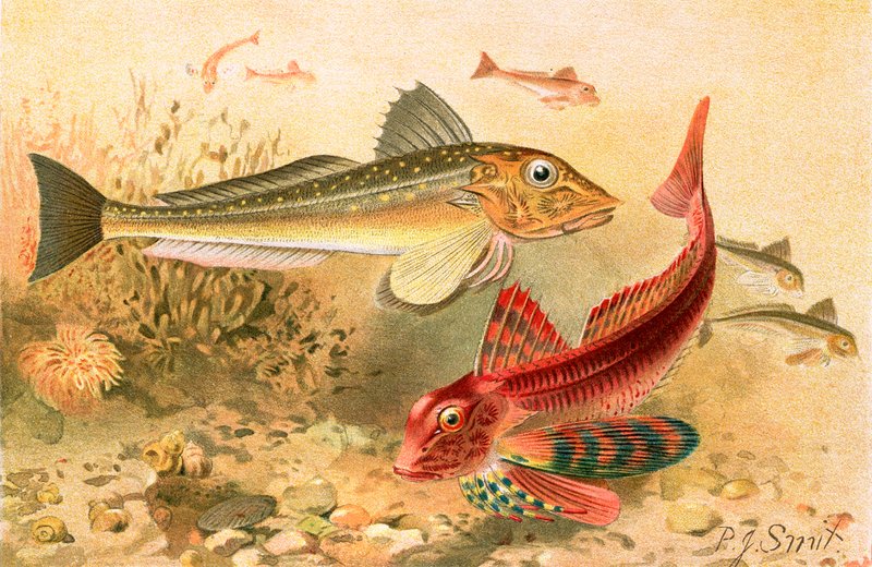 Gurnards by Joseph Smit
