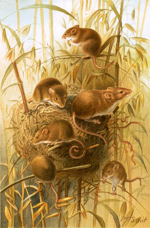 Harvest Mouse by Joseph Smit