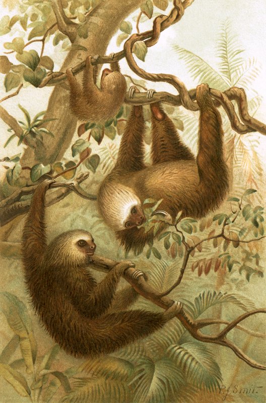 The Two-Toed Sloth by Joseph Smit