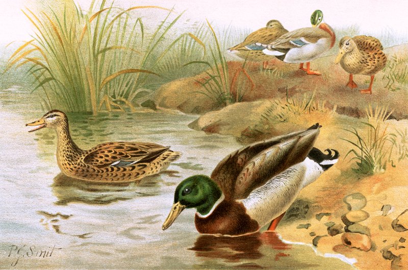 Wild Duck by Joseph Smit