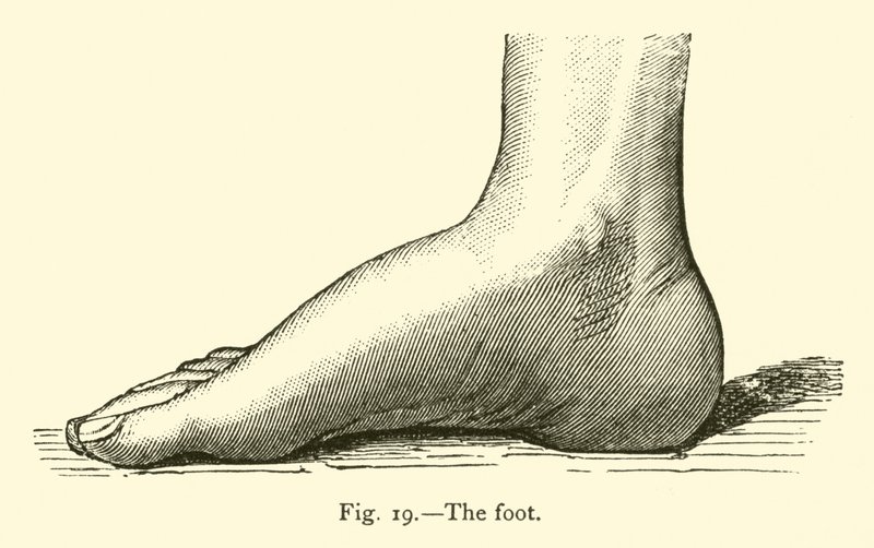 The Foot by Leveille