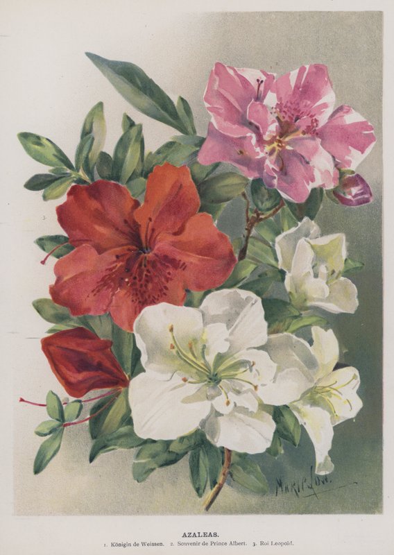 Azaleas by Marie Low