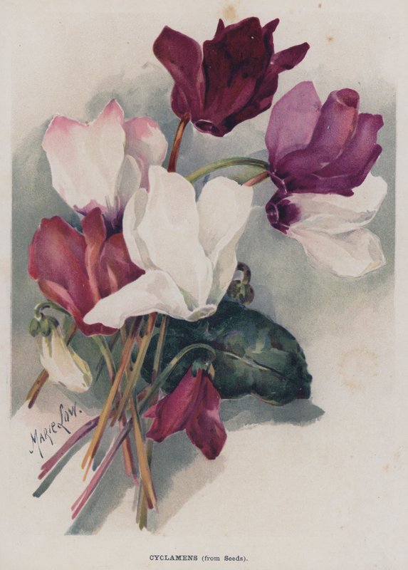 Cyclamens, from Seeds by Marie Low