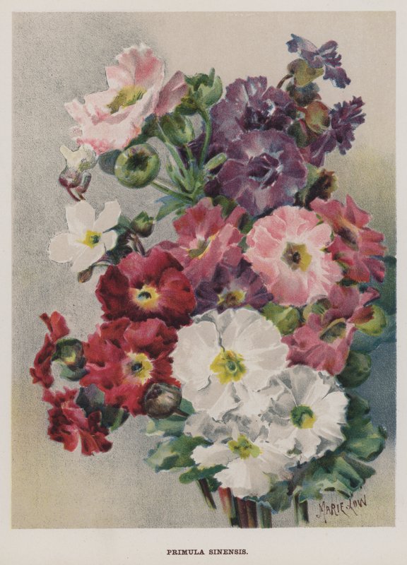 Primula Sinensis by Marie Low