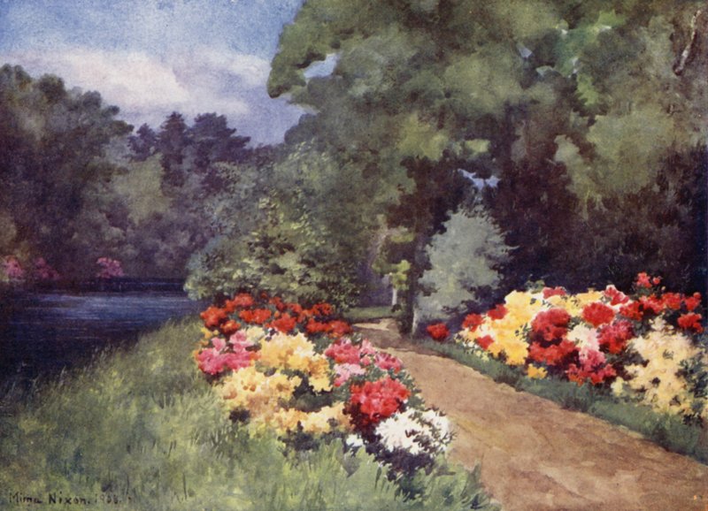 Azaleas, Het Loo by Mima Nixon