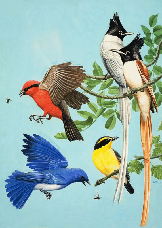 Brightly Coloured Birds by R.B. Davis