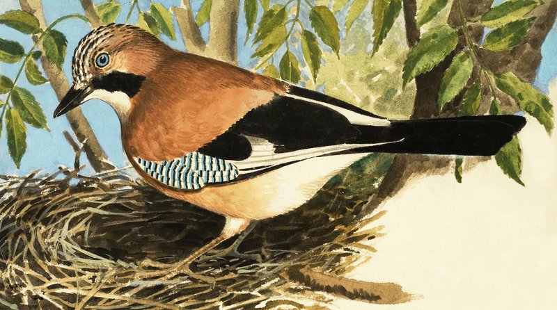 The Jay by R.B. Davis