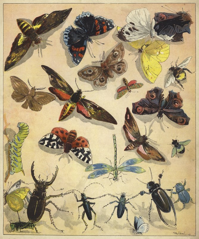 Insects by Richard Andre