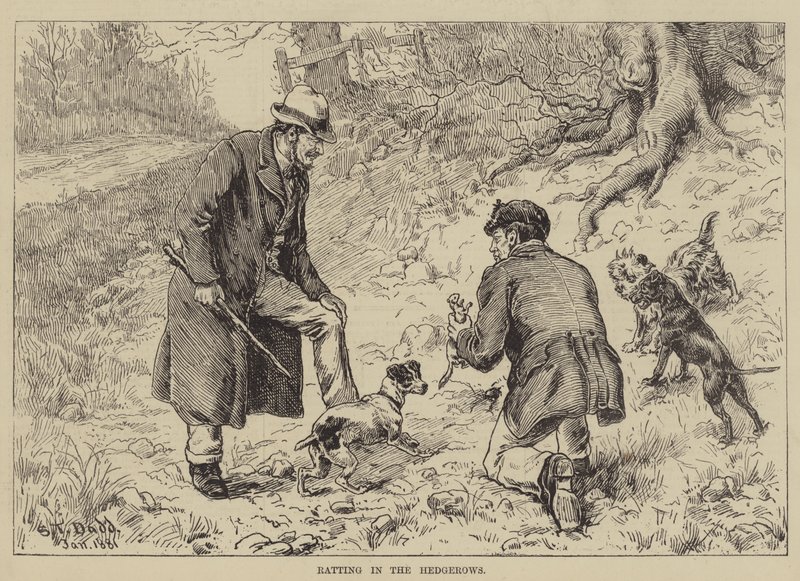 Ratting in the Hedgerows by S.T. Dadd