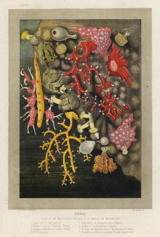 Coral by Spanish School