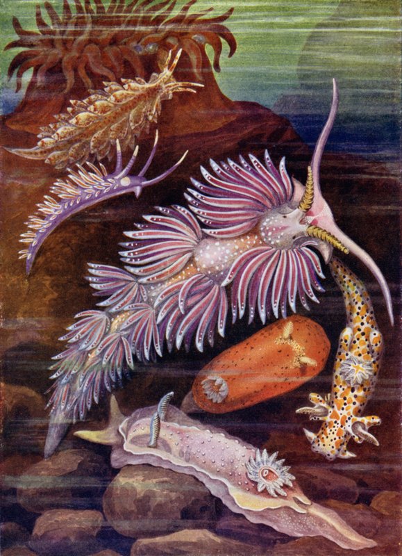 Sea Slugs by Theobald Carreras