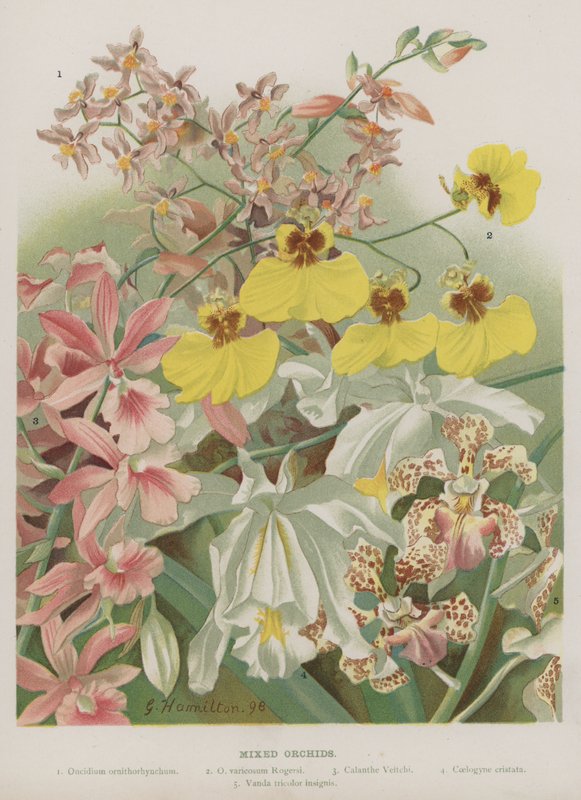 Mixed Orchids by Unbekannt Unbekannt