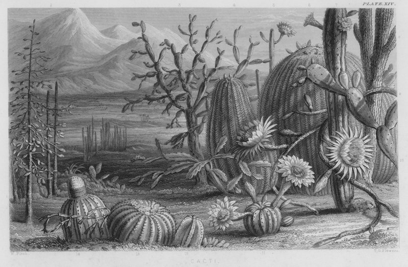 Cacti by W. Fitch