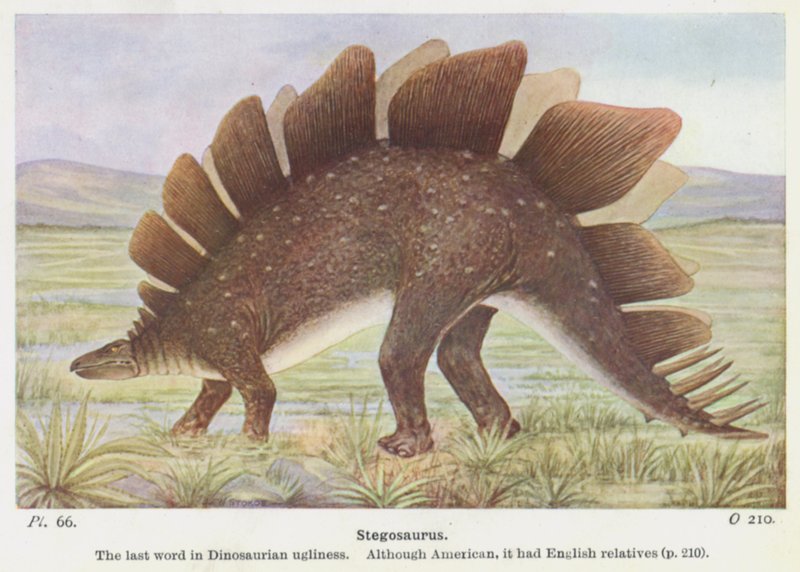 Stegosaurus by W. J. Stokoe